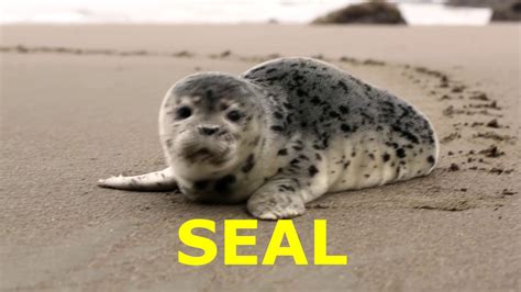 Why do seals make noise  Amazing video captured by a marine biologist after 17 years of waiting shows breeding grey seals clapping at each other underwater to warn off competitors and attract mates